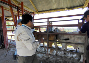 Continúan las acciones de combate y erradicación del Gusano Barrenador del Ganado