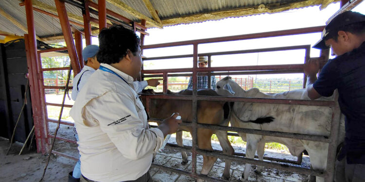 Continúan las acciones de combate y erradicación del Gusano Barrenador del Ganado