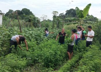 Cosechan alimentos nutritivos gracias a huertos comunales y familiares
