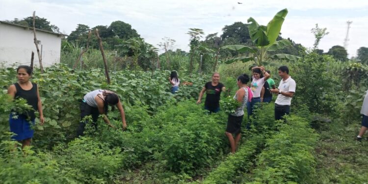 Cosechan alimentos nutritivos gracias a huertos comunales y familiares