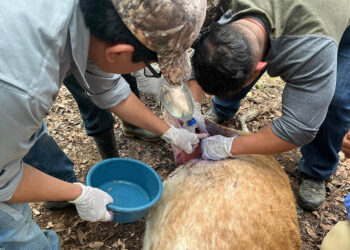 Crean programa para la contención, control y erradicación del Gusano Barrenador del Ganado