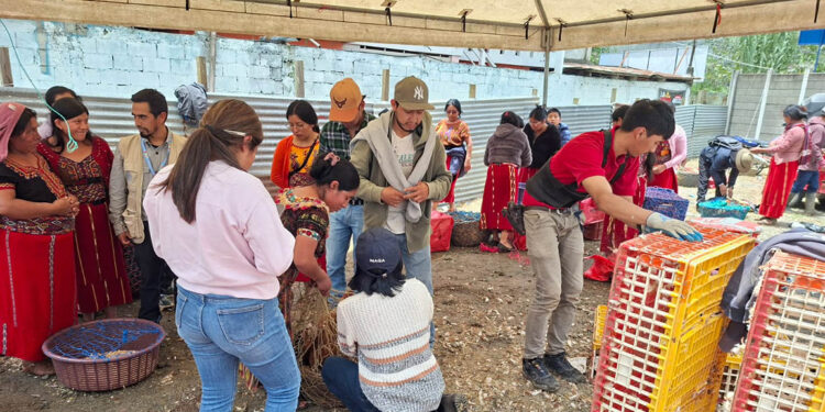 Crianza de aves de postura fortalecerá seguridad alimentaria en Quiché