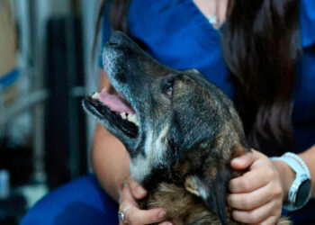 Cuide a sus mascotas en la temporada de lluvias