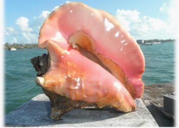 Declaran veda de caracol reina y de camarones en el Caribe