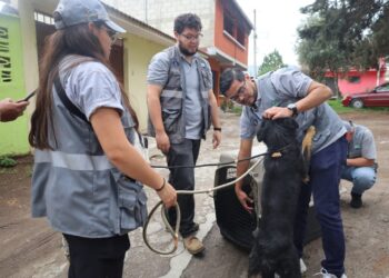 Decomisan 3 caninos en Quetzaltenango por no garantizar su bienestar animal