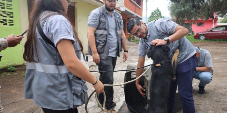 Decomisan 3 caninos en Quetzaltenango por no garantizar su bienestar animal