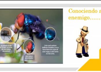 Destacan acciones que Guatemala realiza por el Gusano Barrenador del Ganado