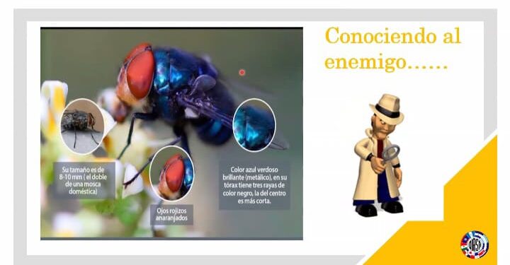 Destacan acciones que Guatemala realiza por el Gusano Barrenador del Ganado