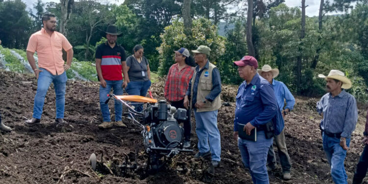 El cultivo de papa un motor para el desarrollo agrícola del oriente del país