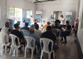 En Zacapa impulsan cultivo de maíz con mejor adaptación y calidad de planta