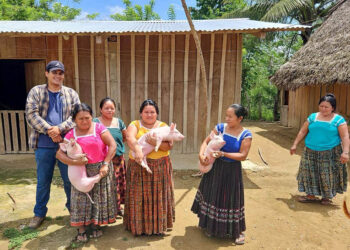 Entregan cerdos para fortalecer producción pecuaria de familias de San Luis