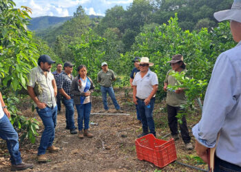Extensionistas fortalecen capacidades en agricultura familiar