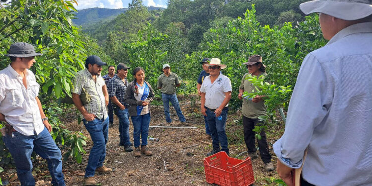 Extensionistas fortalecen capacidades en agricultura familiar