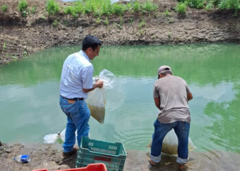 Fortalecen seguridad alimentaria con entrega de alevines