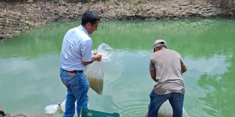 Fortalecen seguridad alimentaria con entrega de alevines