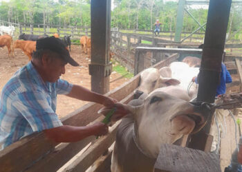 Ganadero de San Francisco, Petén reciben asistencia técnica en trazabilidad bovina