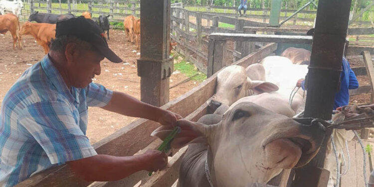 Ganadero de San Francisco, Petén reciben asistencia técnica en trazabilidad bovina