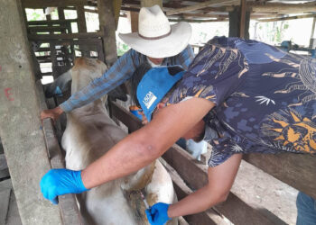 Ganaderos de Sayaxché reciben asistencia técnica previo a la Expo Ganadera