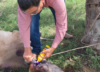 Gracias a la nueva aplicación DSA GT se atiende caso de gusanera en Retalhuleu