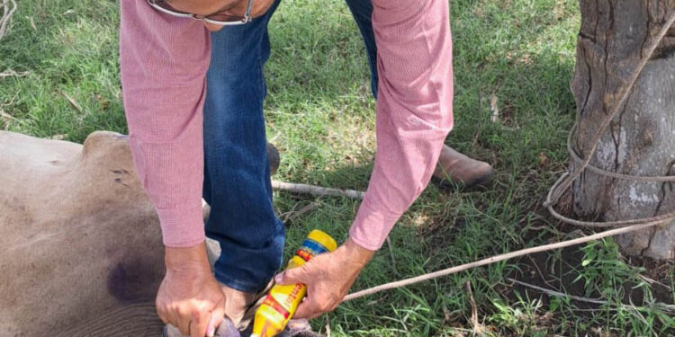 Gracias a la nueva aplicación DSA GT se atiende caso de gusanera en Retalhuleu