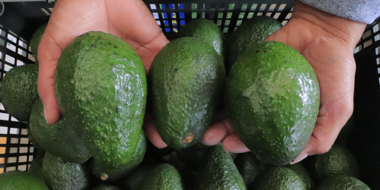 Guatemala avanza para exportar aguacate Hass hacia Argentina