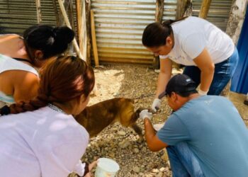 Atienden caso de gusano barrenador en aldea petenera