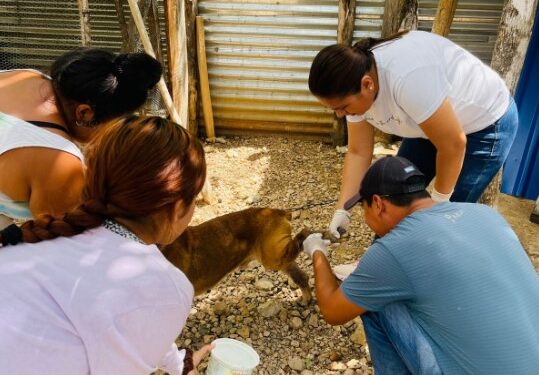 Atienden caso de gusano barrenador en aldea petenera