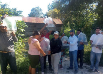Impulsan la acuicultura en Petén al entregar más de 73 mil alevines de tilapia
