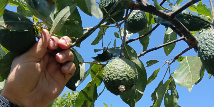 Manejo de plagas cuarentenarias clave para la exportación de aguacate