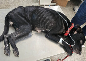 Mascotas entre los animales más vulnerables al GBG