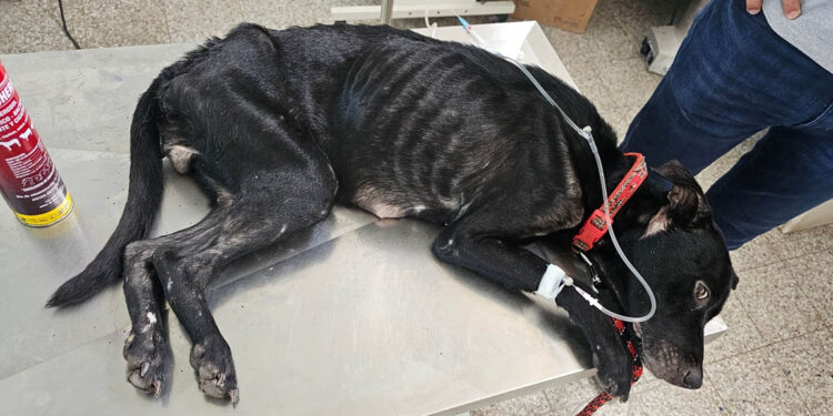 Mascotas entre los animales más vulnerables al GBG