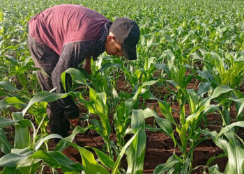 Monitorean plantaciones demostrativas de maíz en Retalhuleu