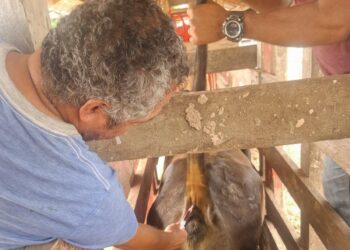Monitorean sanidad animal en Poptún