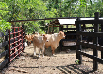 Nuevas fincas peteneras adoptan modelo de ganadería sin deforestación