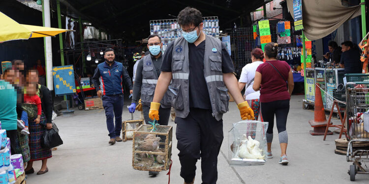 Operativo interinstitucional decomisa animales enjaulados en malas condiciones