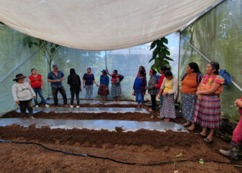 Optimizan área de cultivo de tomate y conocimientos de agricultoras de San Marcos