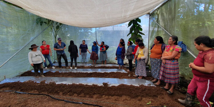 Optimizan área de cultivo de tomate y conocimientos de agricultoras de San Marcos