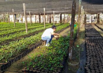 Petén avanza con la producción de más de 100 mil plantas forestales