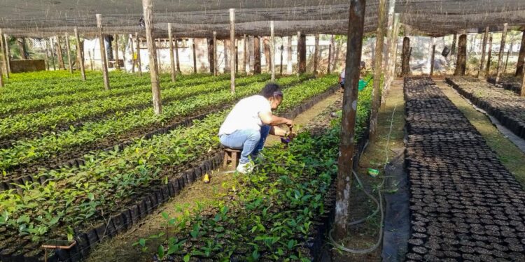 Petén avanza con la producción de más de 100 mil plantas forestales
