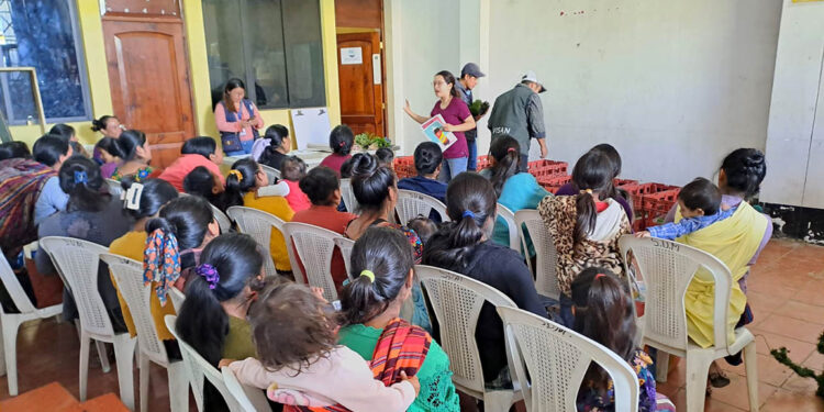 Pilones de hortalizas y capacitaciones fortalecen seguridad alimentaria en Comitancillo