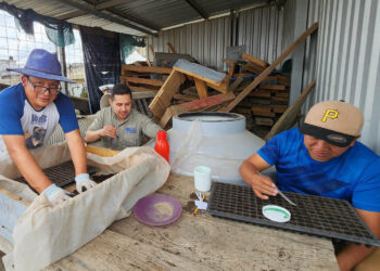 Producen 32 mil pilones de hortalizas en San Francisco El Alto