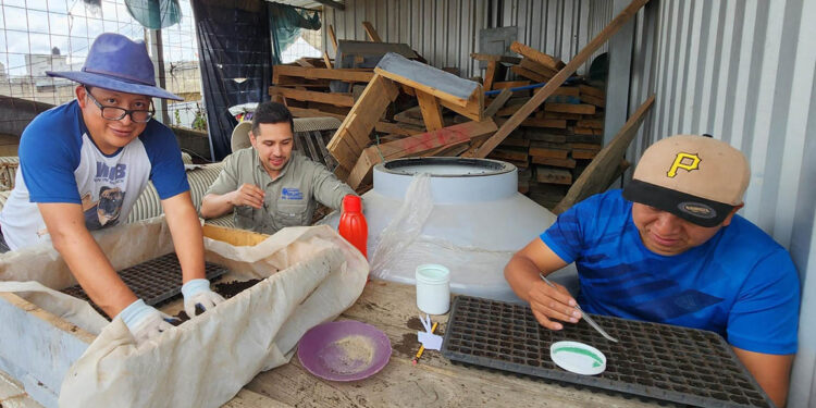Producen 32 mil pilones de hortalizas en San Francisco El Alto
