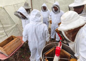 Productores de Sayaxché realizan tercera cosecha de miel en medio de capacitación