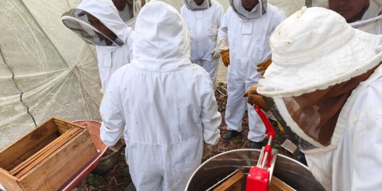 Productores de Sayaxché realizan tercera cosecha de miel en medio de capacitación