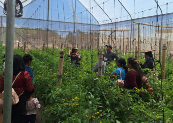 Productores se capacitan en técnicas para siembra de tomate