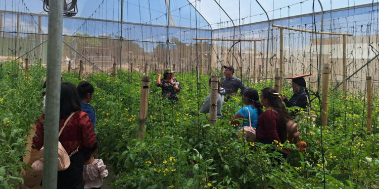 Productores se capacitan en técnicas para siembra de tomate