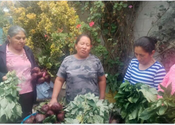 Promueven la diversificación y rotación de cultivos en San Marcos