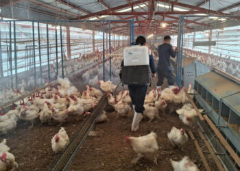 Protegidas más de 15 millones de aves contra la influenza aviar
