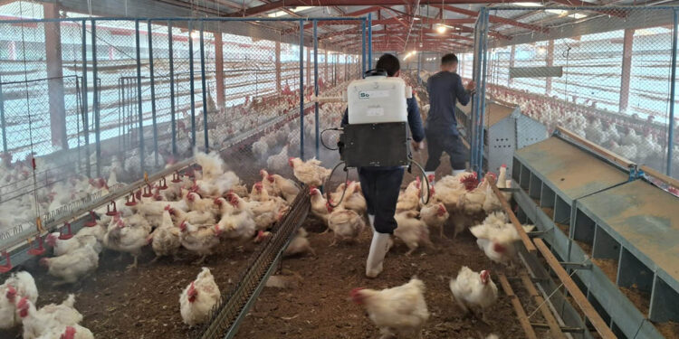 Protegidas más de 15 millones de aves contra la influenza aviar