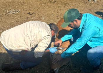 Puestos de control e inspección han revisado 96 mil animales por Gusano Barrenador